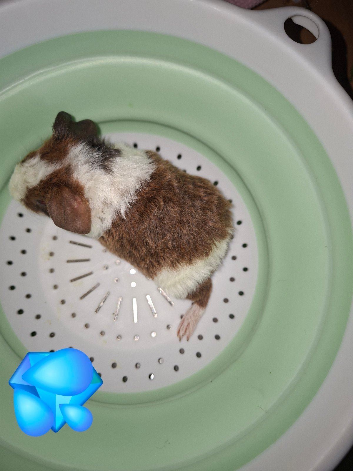 2 us beertjes, Dieren en Toebehoren, Juli, Mannelijk, Cavia