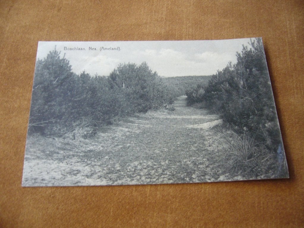 NES  -  AMELAND  =  BOSCHLAAN, Verzenden, 1920 tot 1940, Gelopen, Waddeneilanden