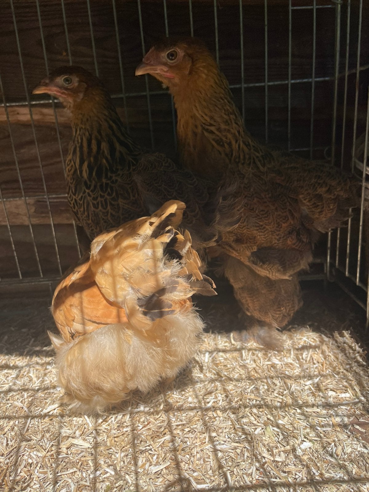 3 Grote Brahma hennen meerzomig goudpatrijs 2026, Dieren en Toebehoren, Pluimvee, Vrouwelijk, Kip
