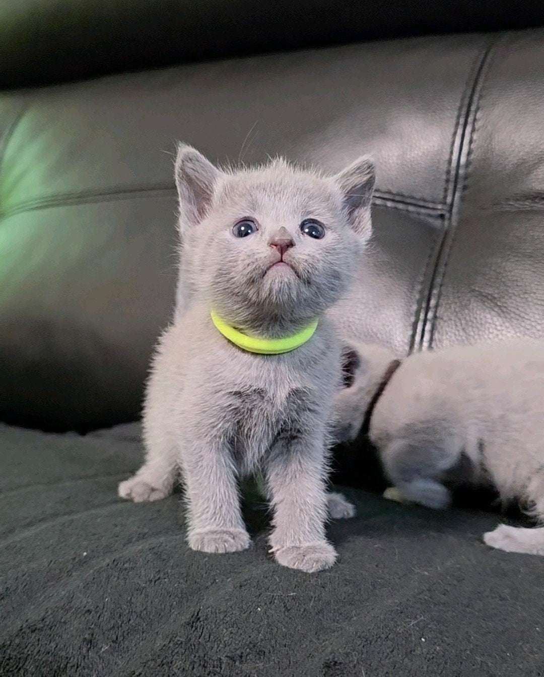 Blauwe Rus Kittens met Stammbom, Meerdere dieren, Met stamboom, 0 tot 2 jaar