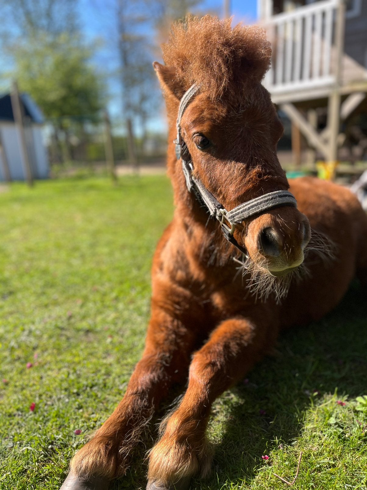 Gezocht ; pony maatje voor shetlander Morris, Ophalen
