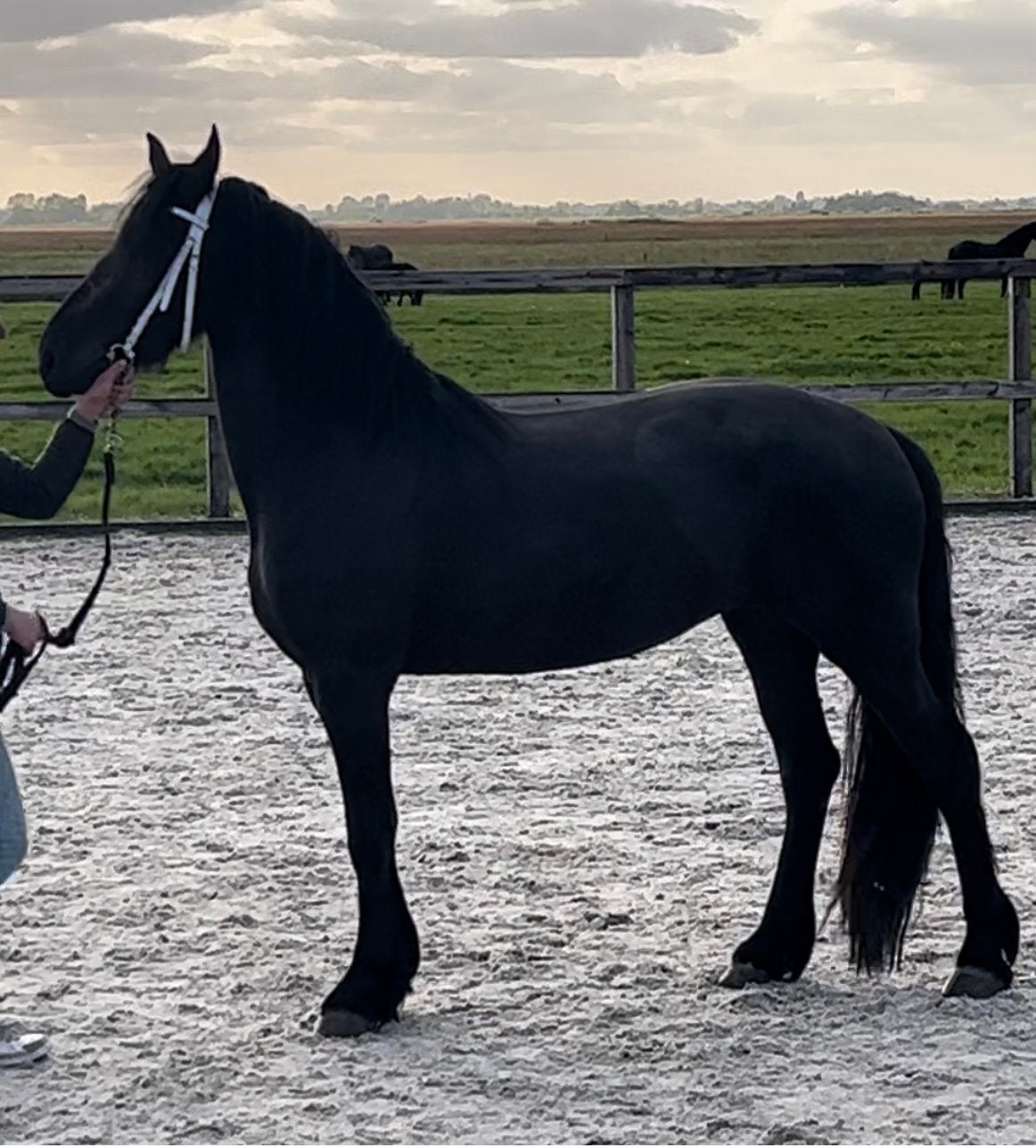 Friese merrie, Merrie, Met stamboom, Dressuurpaard, 3 tot 6 jaar