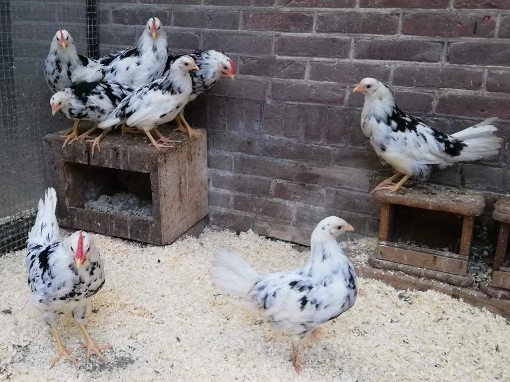 Leghorn kippen., Dieren en Toebehoren, Pluimvee, Vrouwelijk, Kip