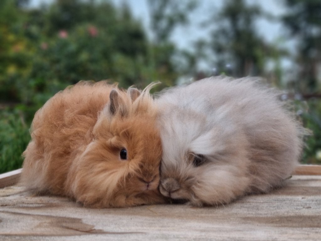 Teddydwerg jong koppel  mannetje al gecastreerd, Dieren en Toebehoren, Konijnen, Meerdere dieren, Dwerg
