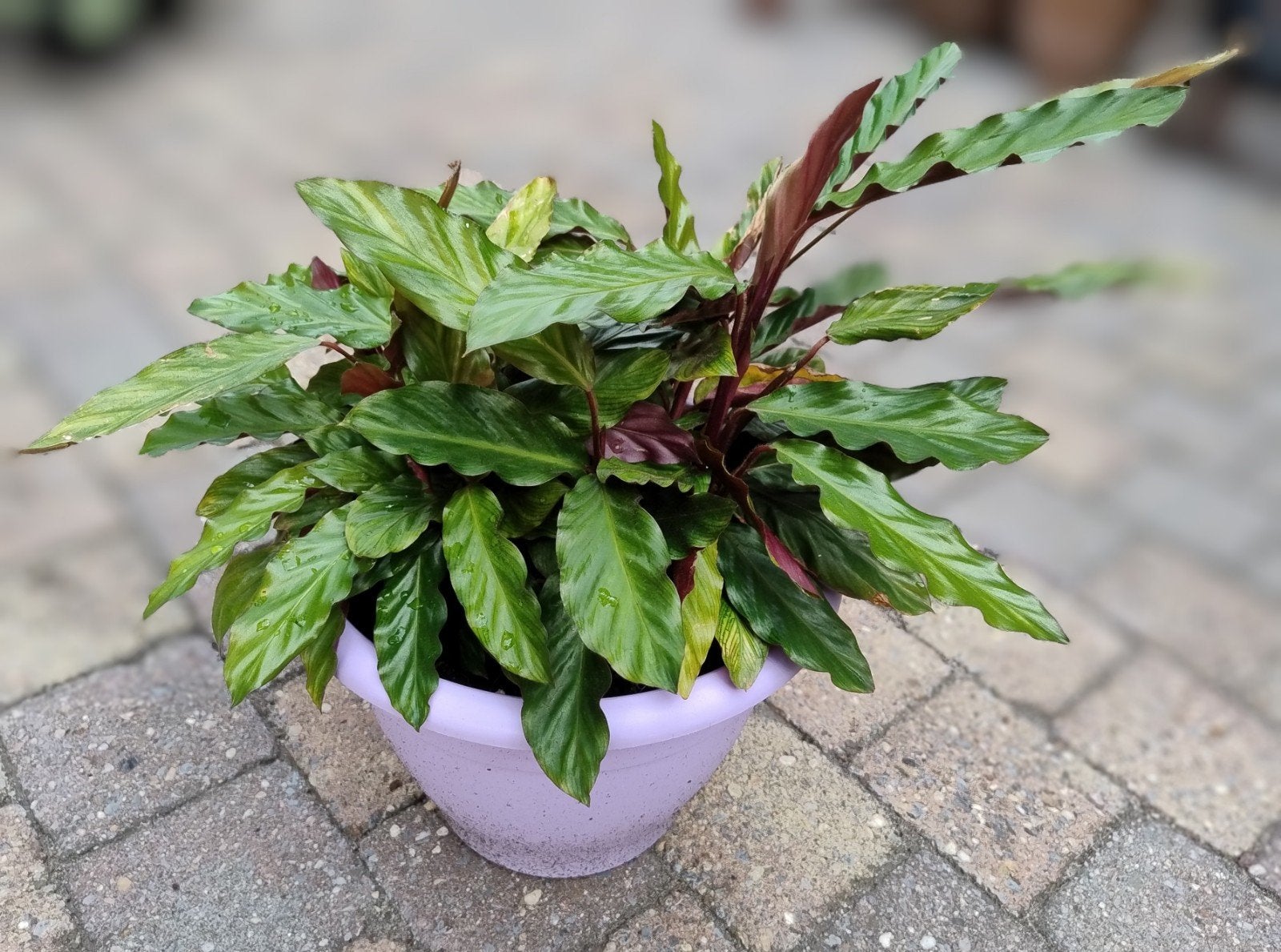 Calathea - Groene kamerplant, Ophalen, Halfschaduw, Minder dan 100 cm