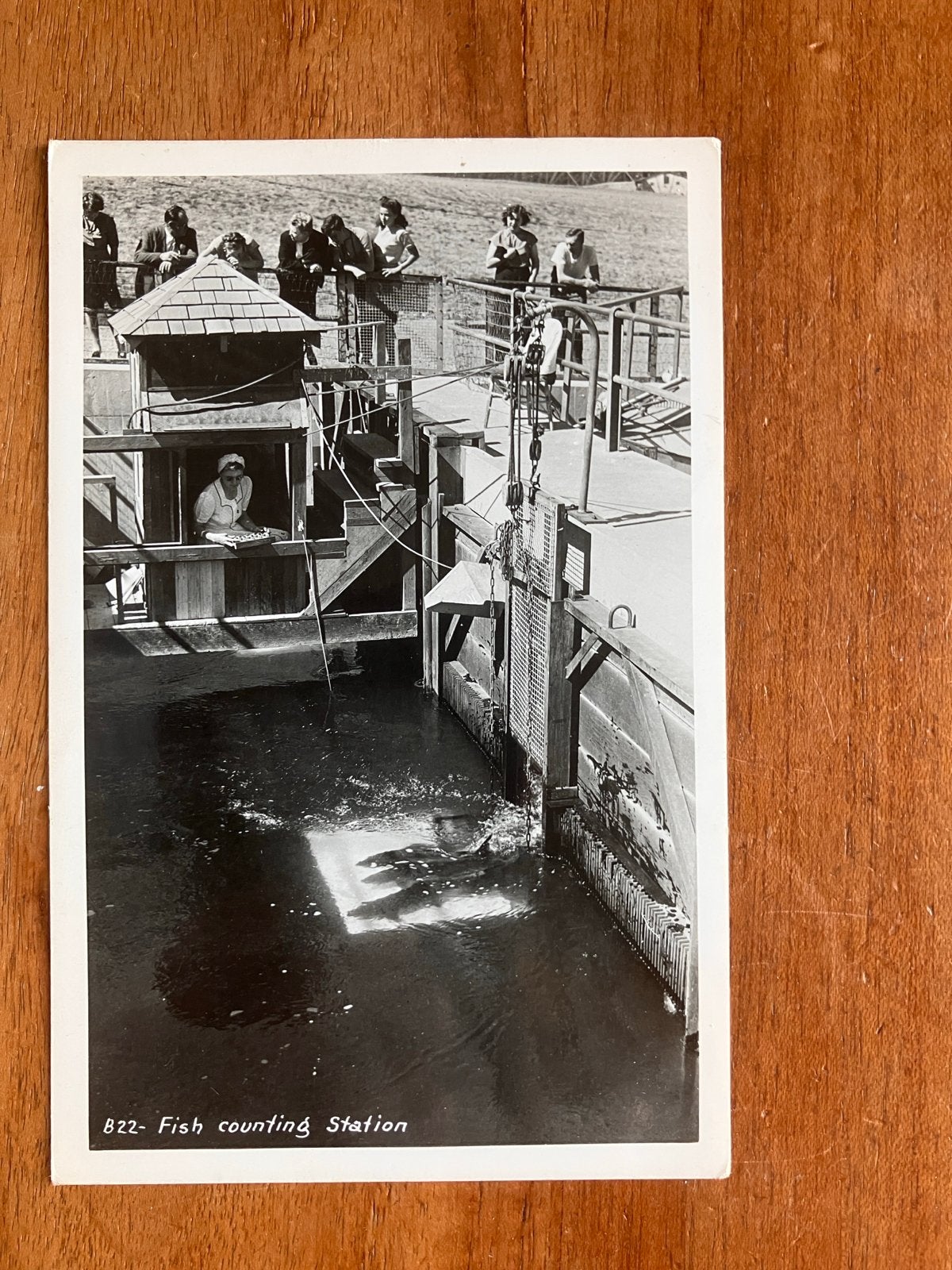 Fish Counting Station. Vermoedelijk de Columbia River USA, Ophalen of Verzenden, 1940 tot 1960, Ongelopen, Buiten Europa