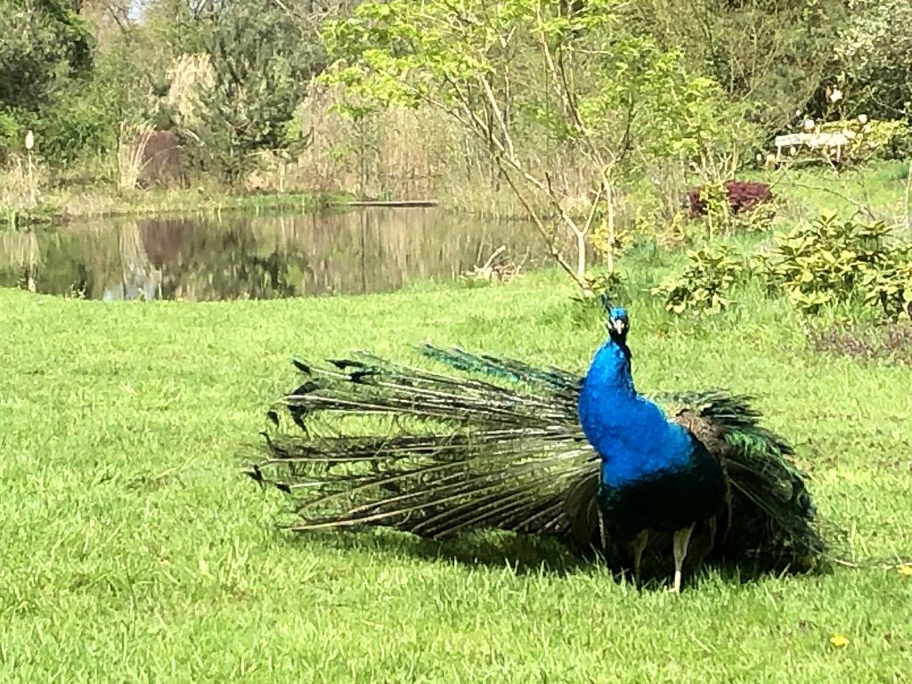 Groep pauwen, Meerdere dieren, Overige soorten