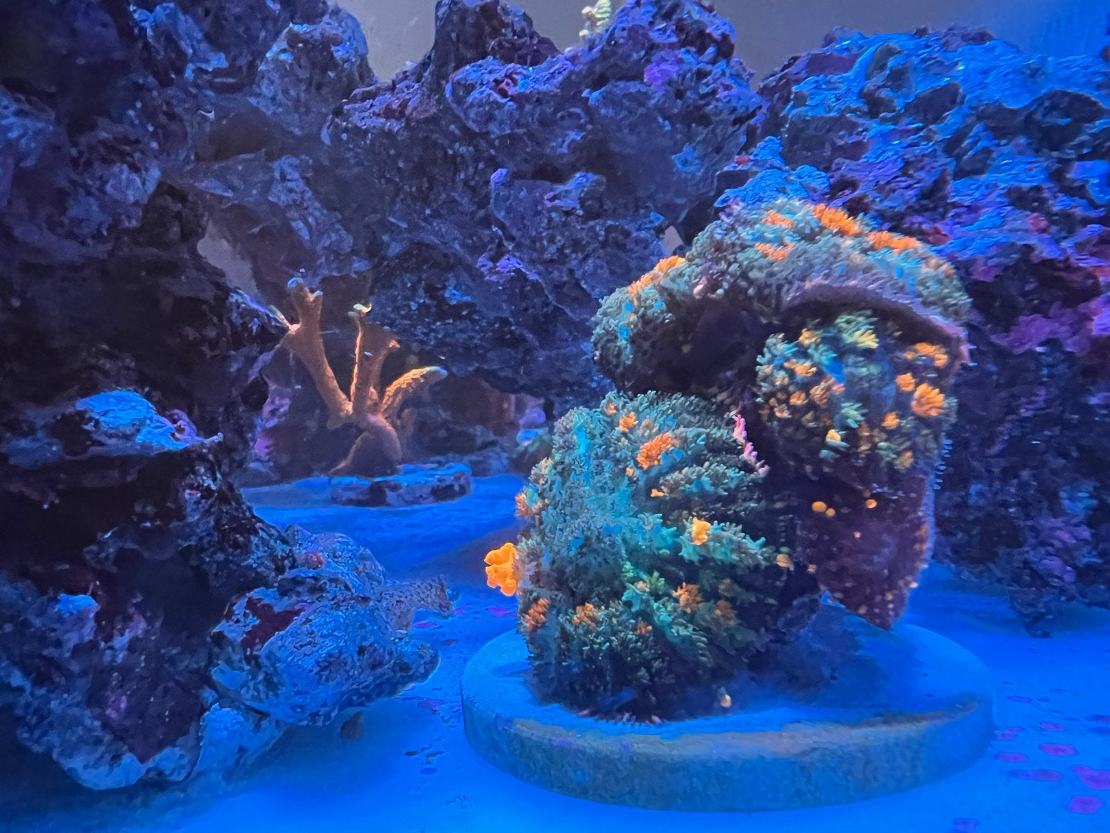 Zeeaquarium, Dieren en Toebehoren, Overige typen