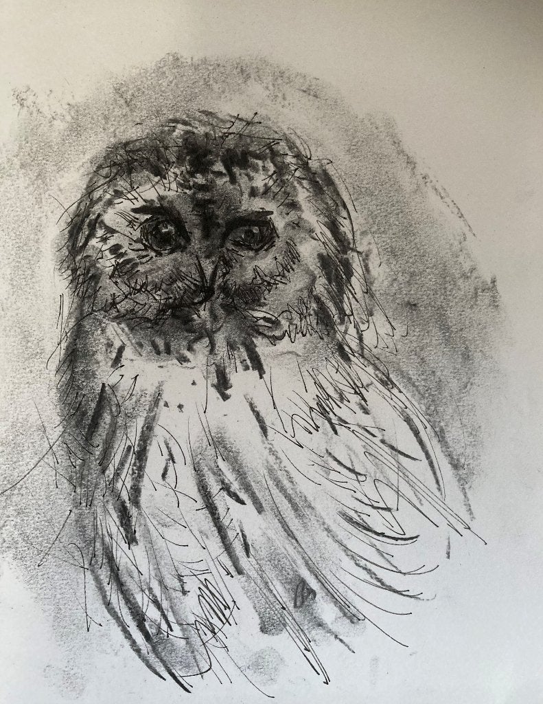 tekening bosuil, Verzenden, Realistisch, Dieren, Tekening