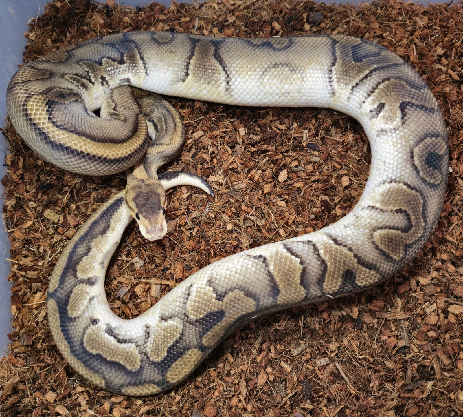1.0 Champagne Leopard het. Clown, Dieren en Toebehoren, Reptielen en Amfibieën, Slang, Tam, 3 tot 6 jaar