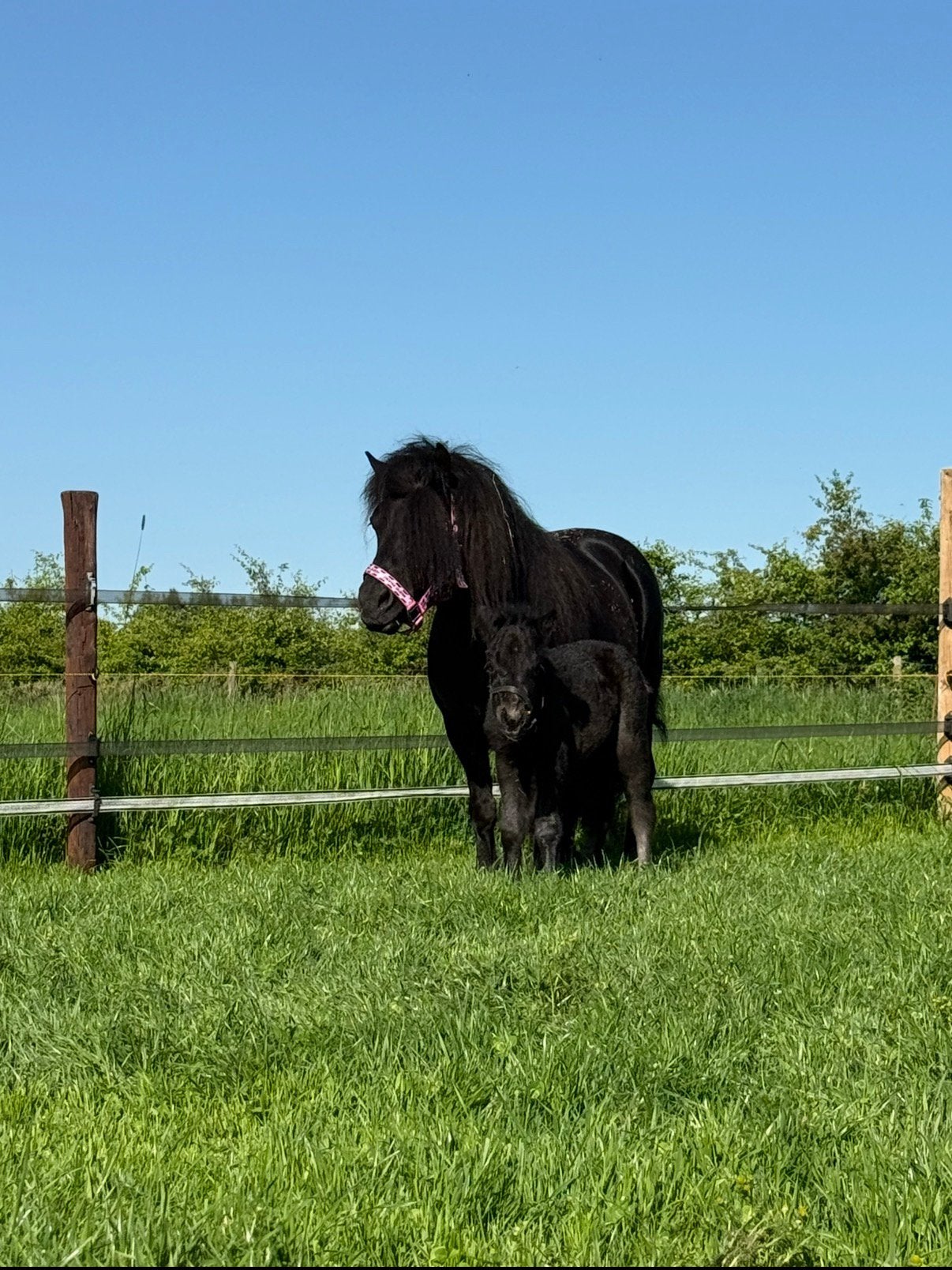 Shetlander te koop moeder en dochter, Merrie, A pony (tot 1.17m)