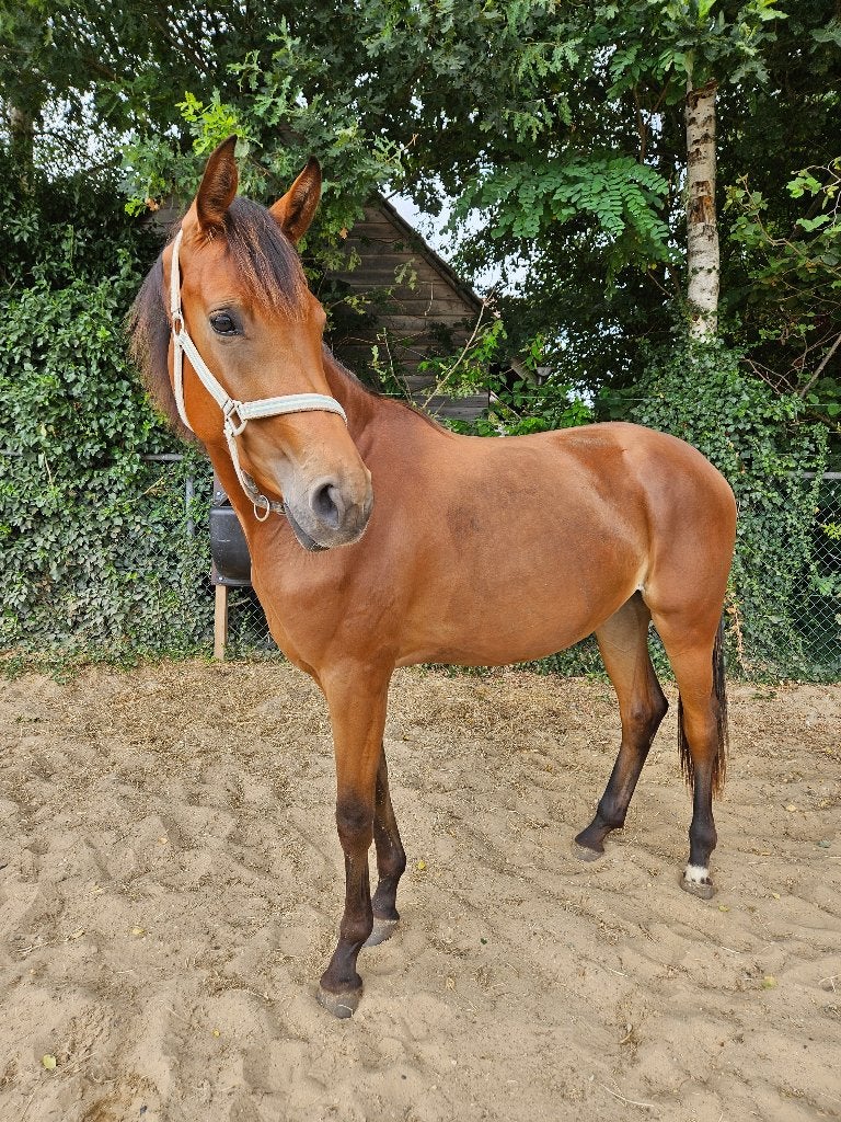 Lieve 3 jarige kwpn merrie, Dieren en Toebehoren, Paarden, Merrie, Met stamboom, Dressuurpaard, 3 tot 6 jaar