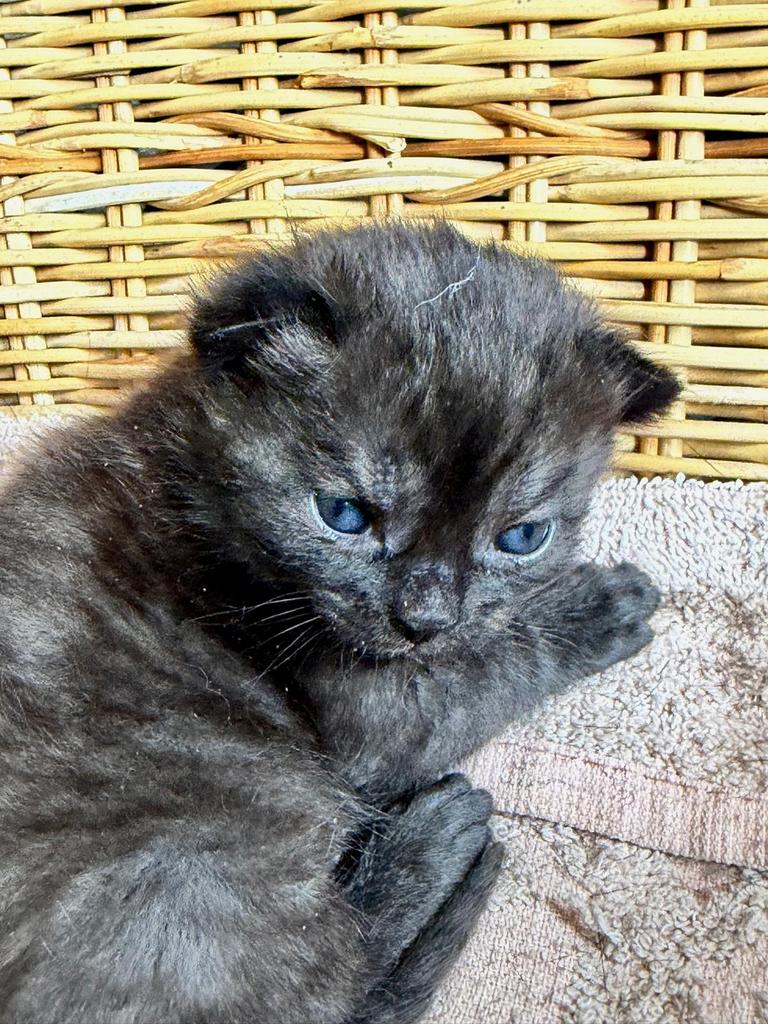 Moeder is 50% ragdoll. Er is nog 1 kitten over., Dieren en Toebehoren, 0 tot 2 jaar