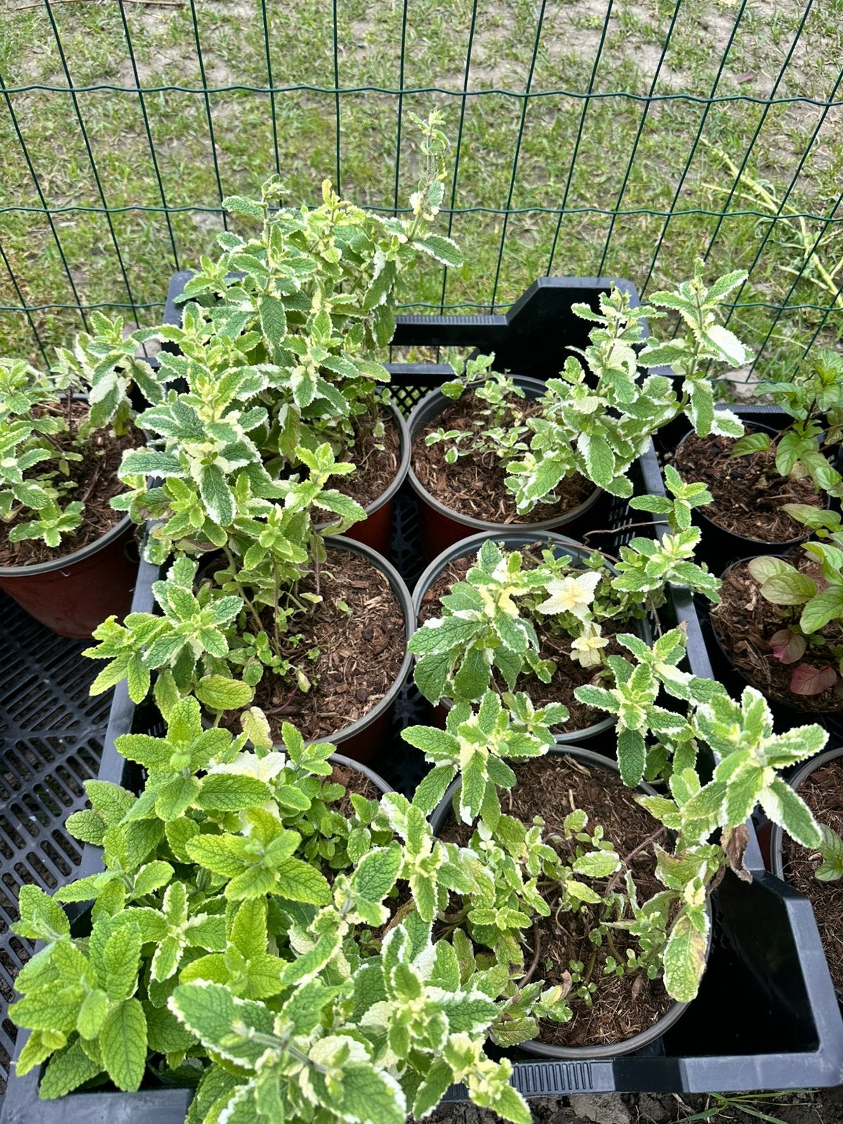 Ananas munt en sinaasappelmunt, Ophalen, Kruiden, Volle zon