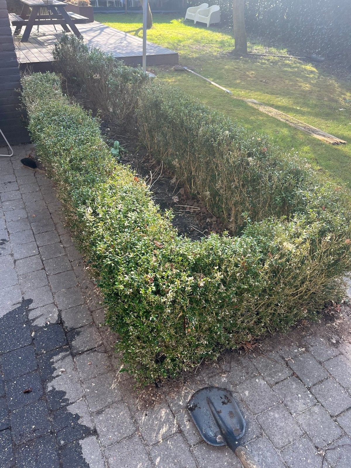 Buxus te koop, Ophalen, Buxus, Minder dan 100 cm