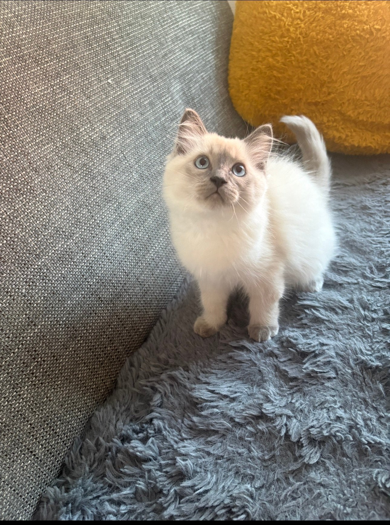 Ragdoll kittens — twee laatste broertjes beschikbaar 💙, Meerdere dieren, Ontwormd, 0 tot 2 jaar