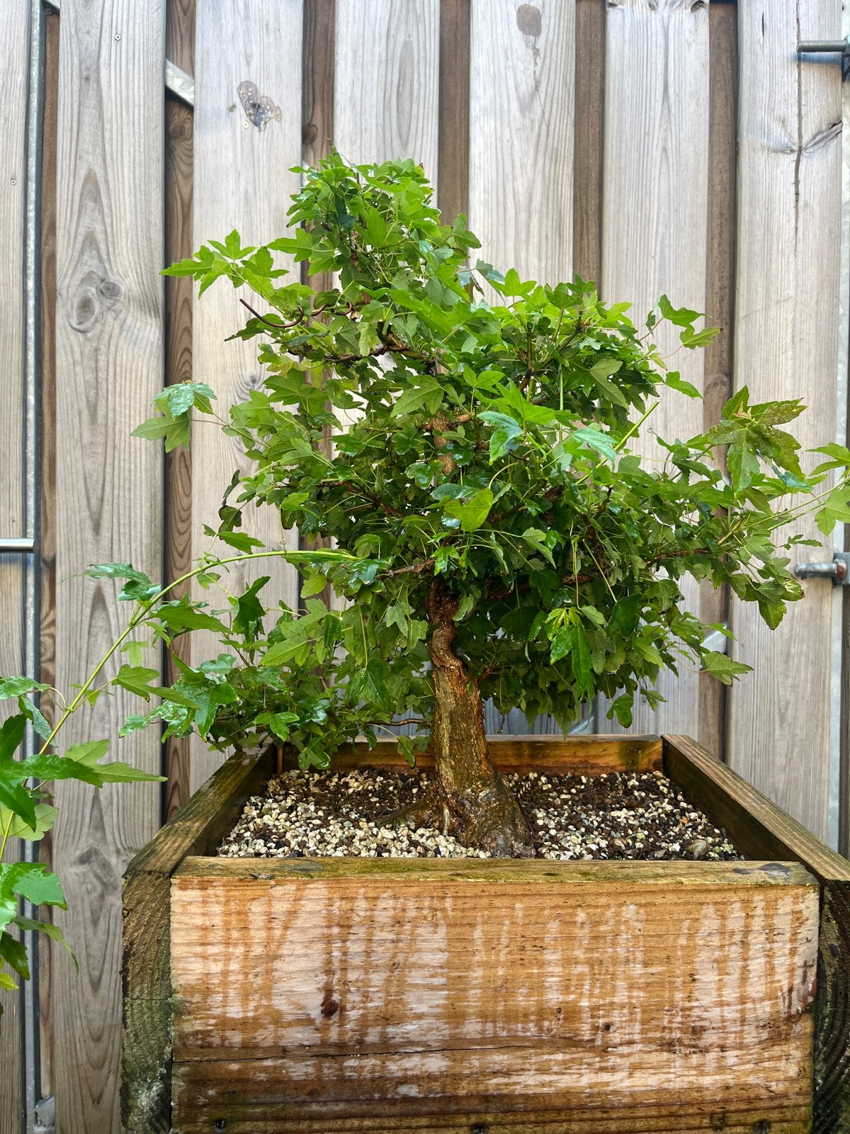 Acer buergerianum bonsai in houten trainingskist, Overige soorten, Vaste plant, Ophalen of Verzenden, Bloeit niet