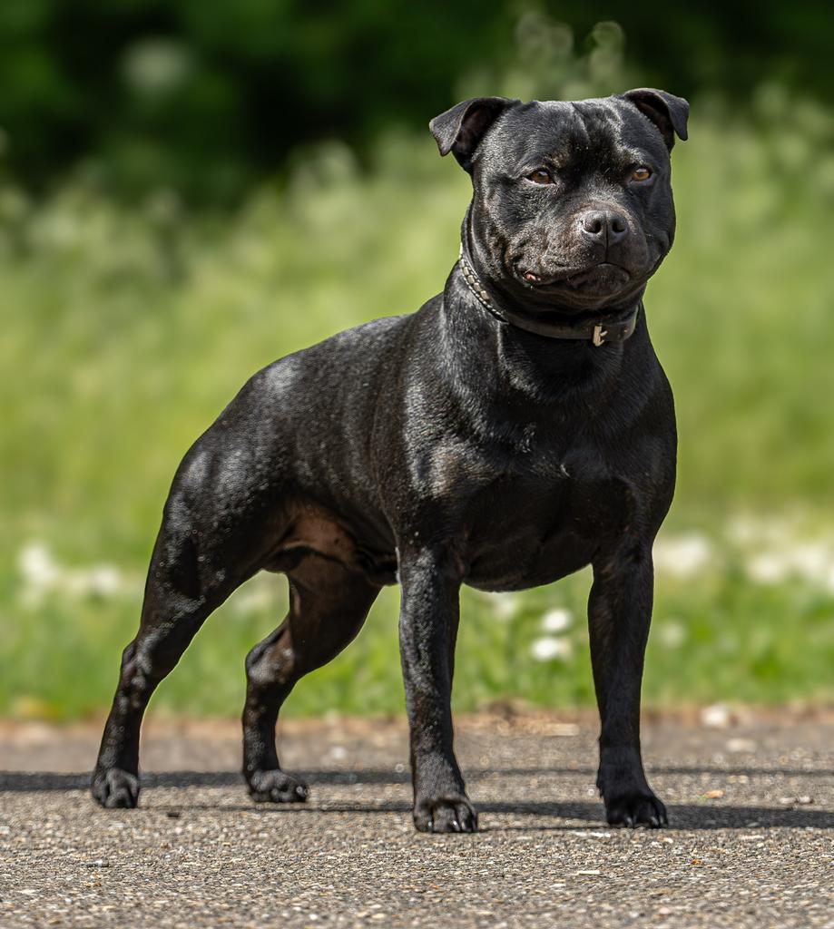Staffordshire Bull Terrier dekreu engelse stafford, Parvo, 1 tot 2 jaar, Eén hond, Nederland