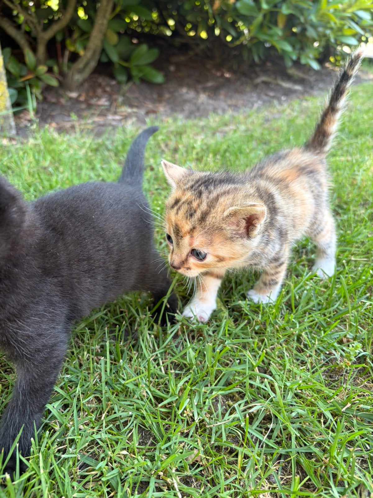 Kittens, Dieren en Toebehoren, Ophalen, Nieuw