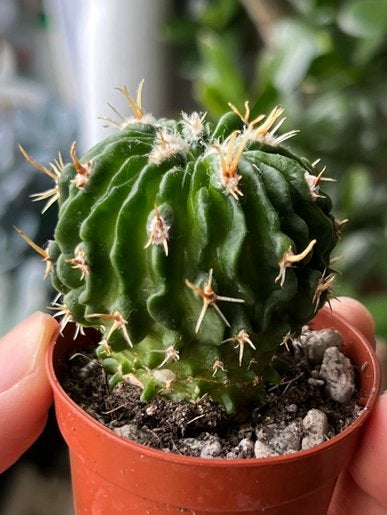 Stenocactus multicostatus (cactus), Ophalen of Verzenden, Minder dan 100 cm, In pot, Cactus