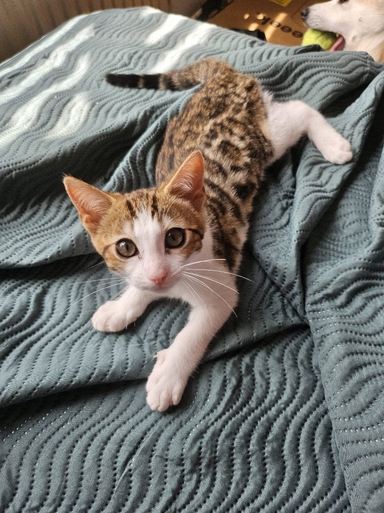Half bengaalse kittens, Meerdere dieren, Ontwormd, 0 tot 2 jaar