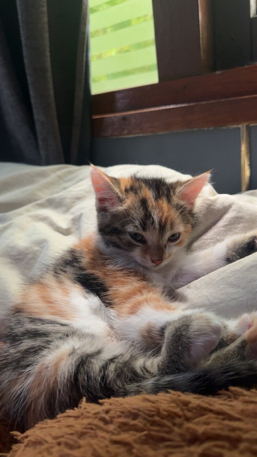 Lieve kitten half maine coon, Dieren en Toebehoren, Katten en Kittens | Overige Katten, 0 tot 2 jaar