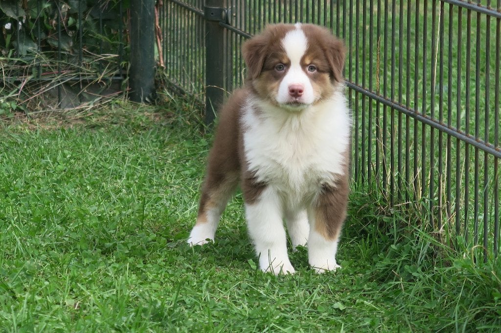 Foto 5 van Leuke Australian Shepherd pups