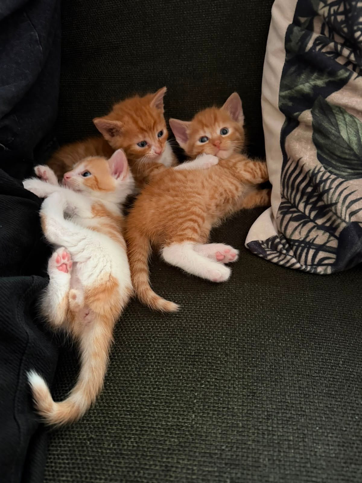 Kittens, Kater