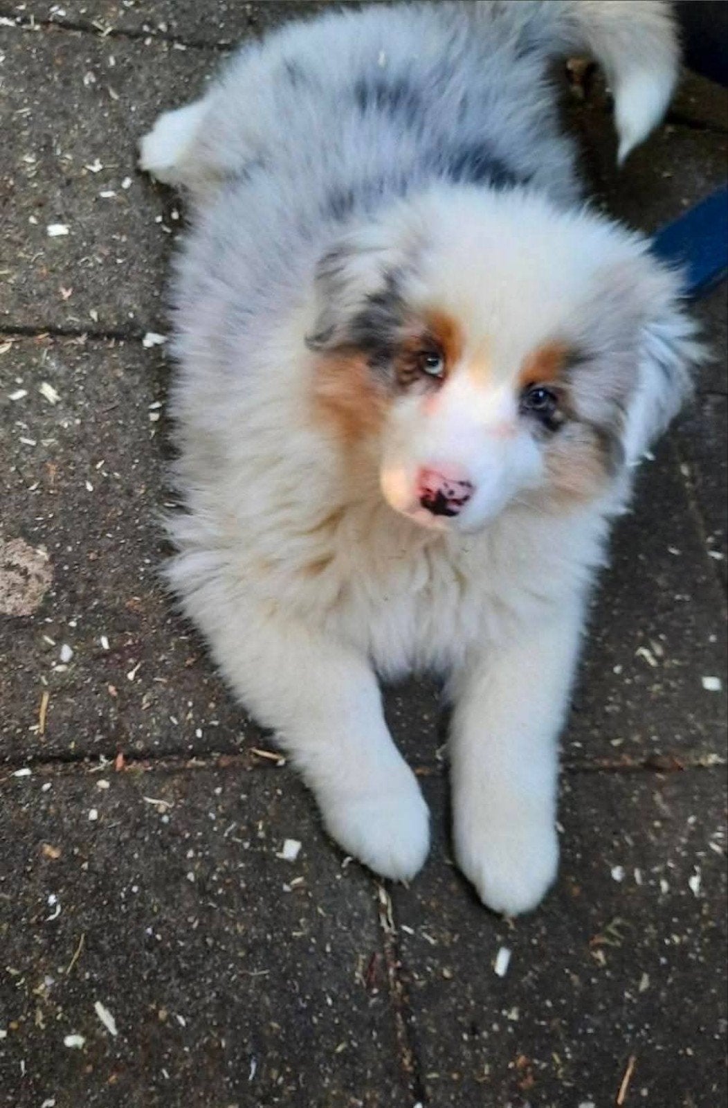 Raszuivere australian sepherd teefje van bijna 1 jaar oud!, 15 weken tot 1 jaar, Teef, Eén hond, Herder