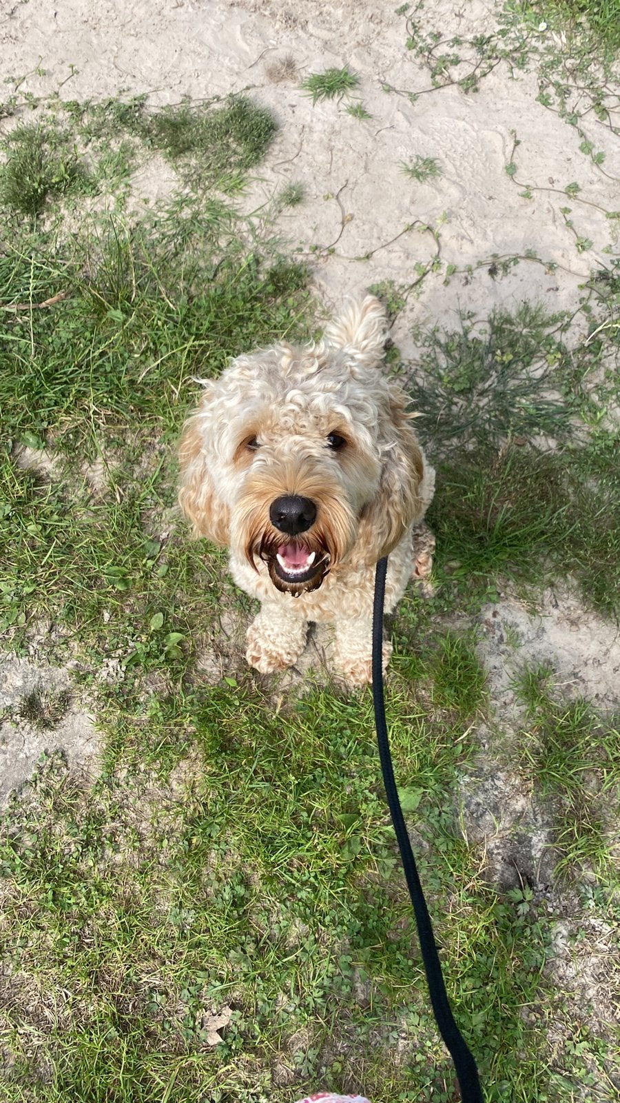 Cockapoo zoekt nieuw thuis, Reu, Parvo, Eén hond, 3 tot 5 jaar