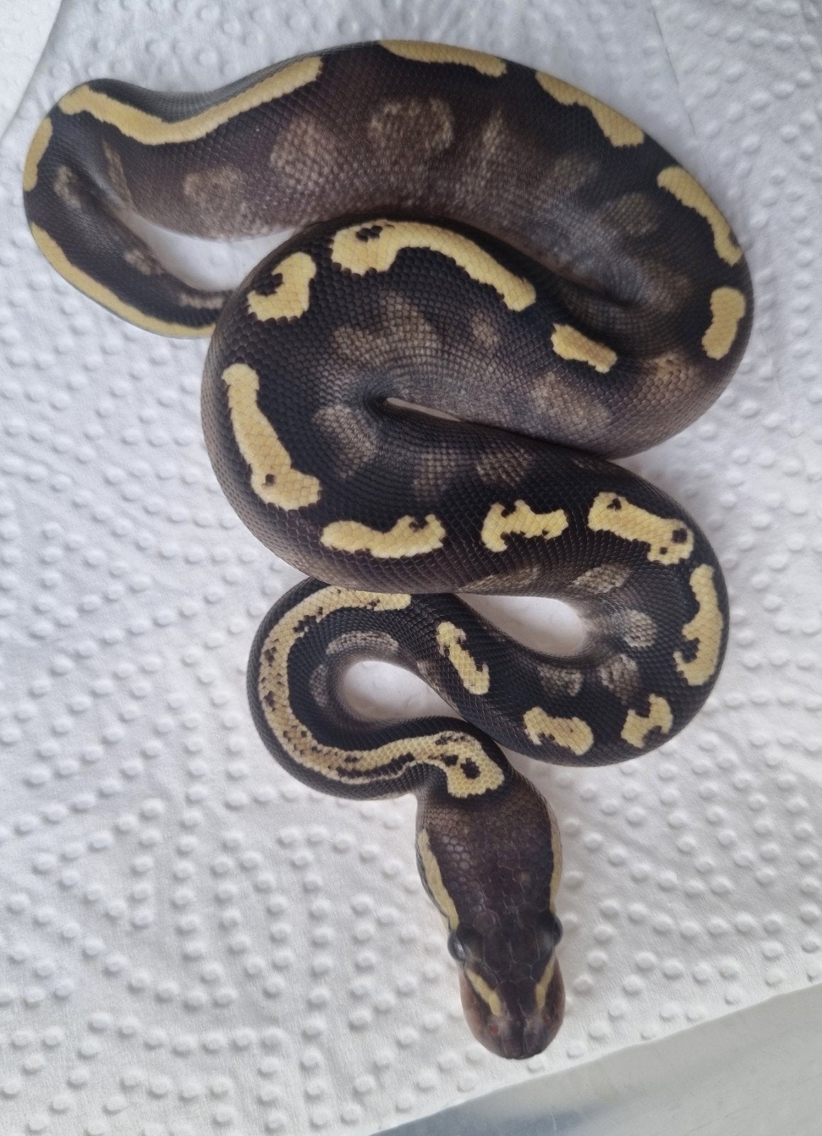 0.1 ghi mojave 66% het clown koningspython Ball Python photo 2