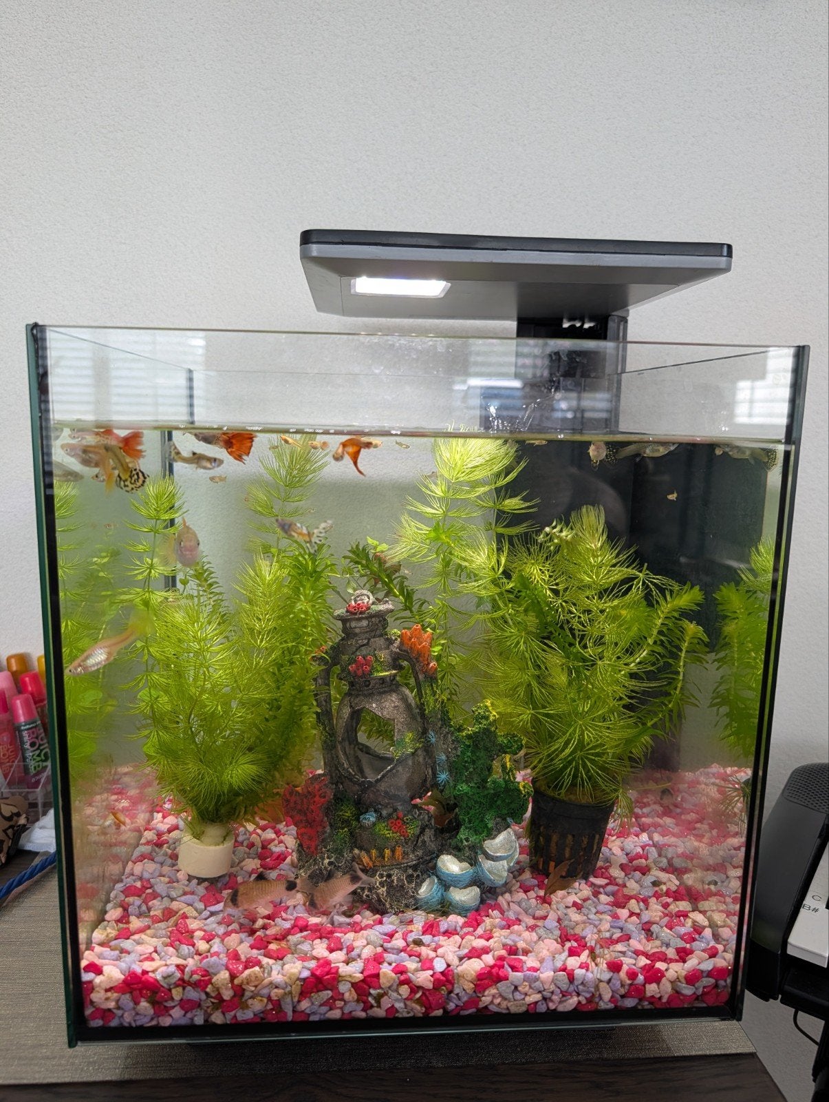 Superfish Qubiq 30 pro aquarium incl vissen, Ophalen, Superfish, Inclusief vissen, Gevuld zoetwateraquarium