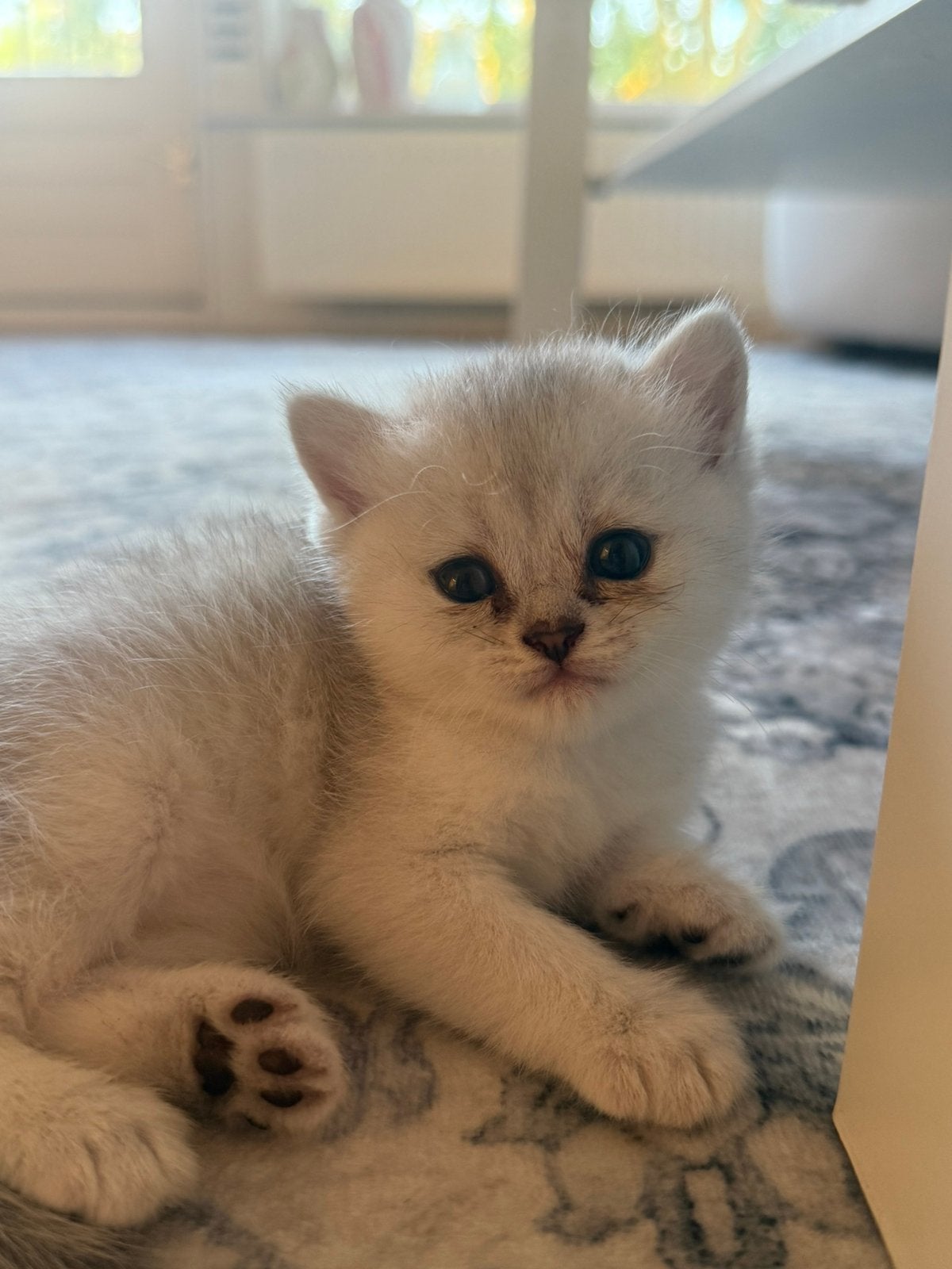 Britse korthaar kitten LAATSTE, Dieren en Toebehoren, Meerdere dieren