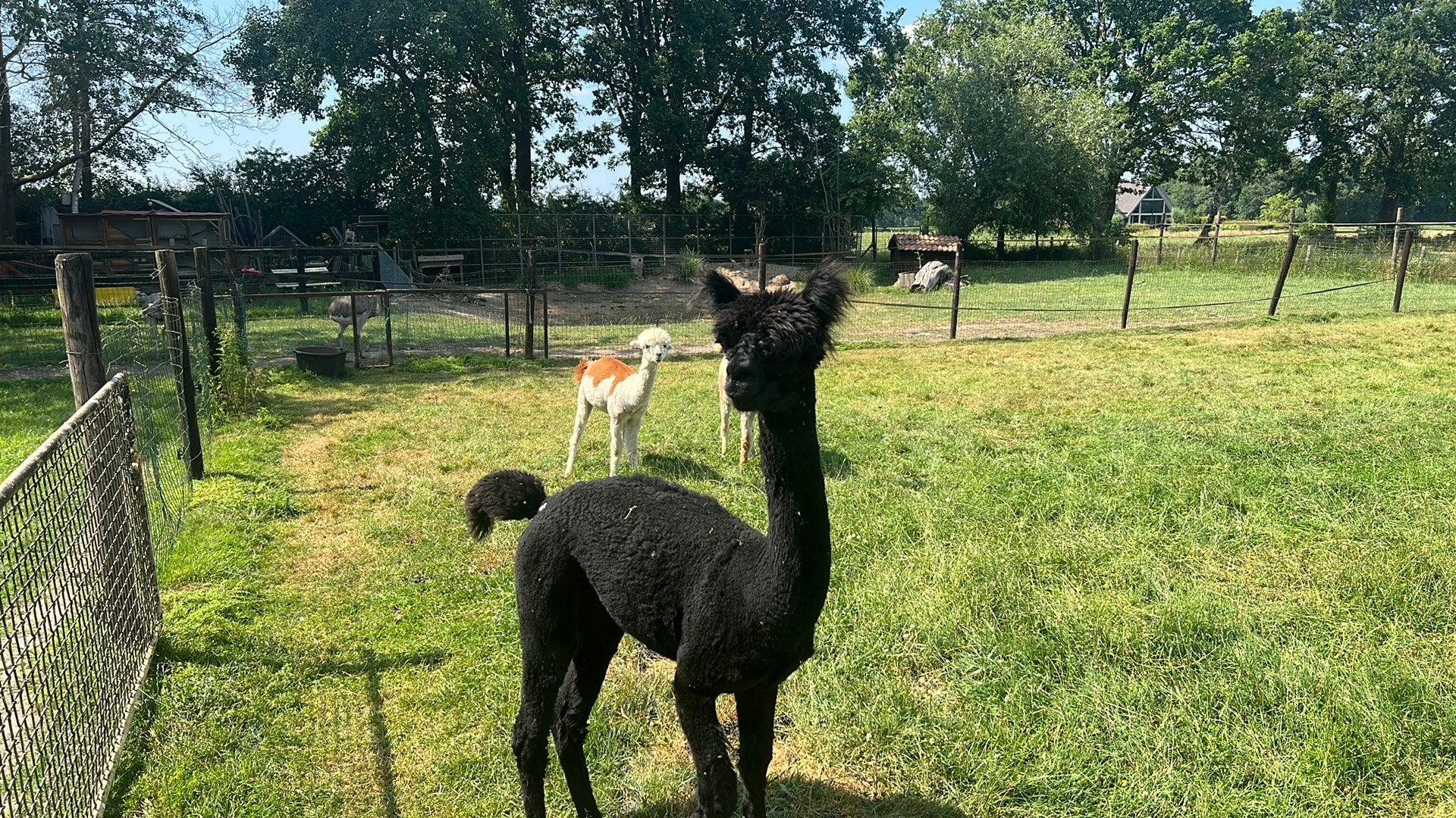 3 alpacas, Meerdere dieren, Schaap