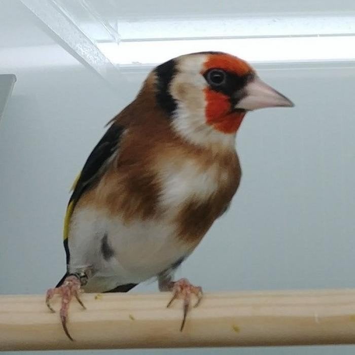 Carduelis carduelis, Meerdere dieren