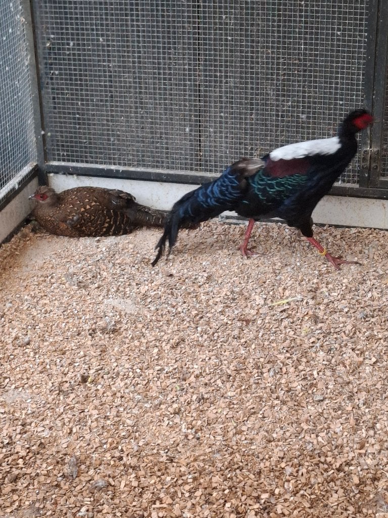 Koppel swinhoefazanten, goud- en zilverfazanten, Meerdere dieren, Overige soorten