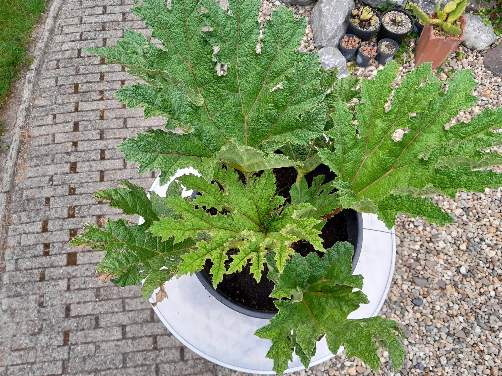 Gunnera manicata, Tuin en Terras, Planten | Tuinplanten, Ophalen, Overige soorten, Volle zon