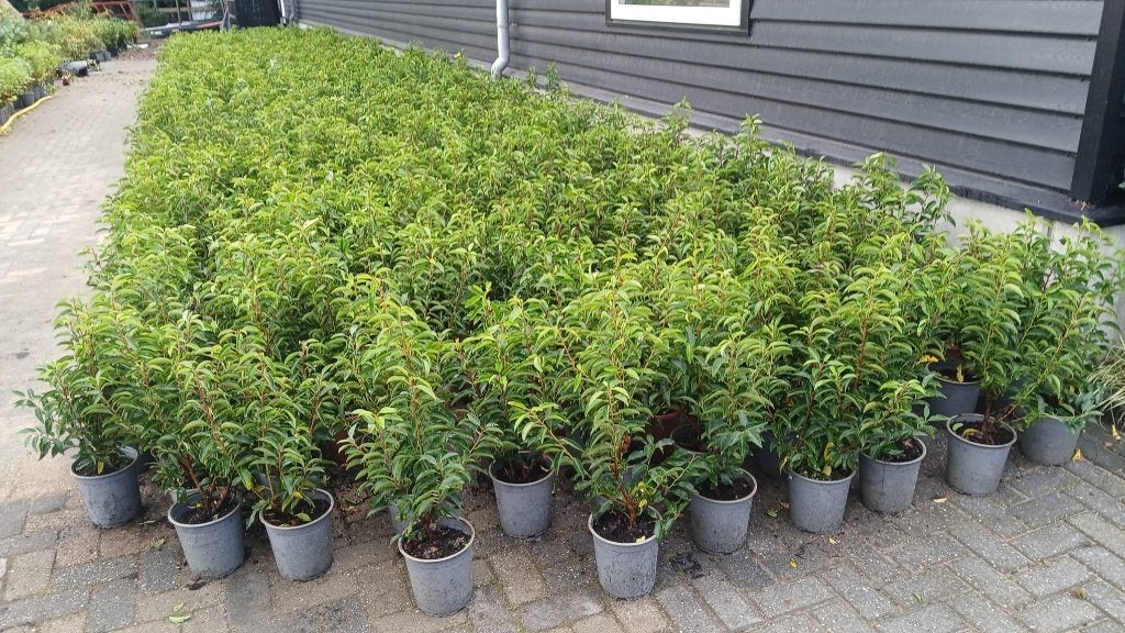 ACTIE!!! Prunus lusitanica 'Angustifolia' 55/60 cm hoog €6,-, Tuin en Terras, Ophalen of Verzenden, Laurier, Haag, Minder dan 100 cm