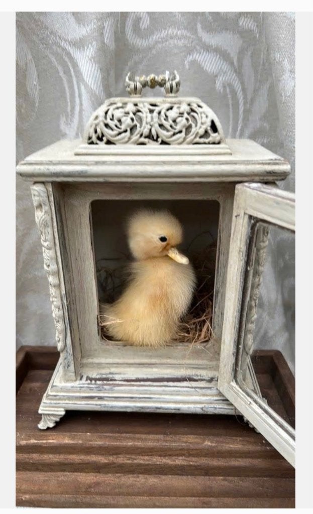 Echt Opgezet eendje in huisje van antieke klok, Ophalen of Verzenden, Nieuw, Vogel, Opgezet dier