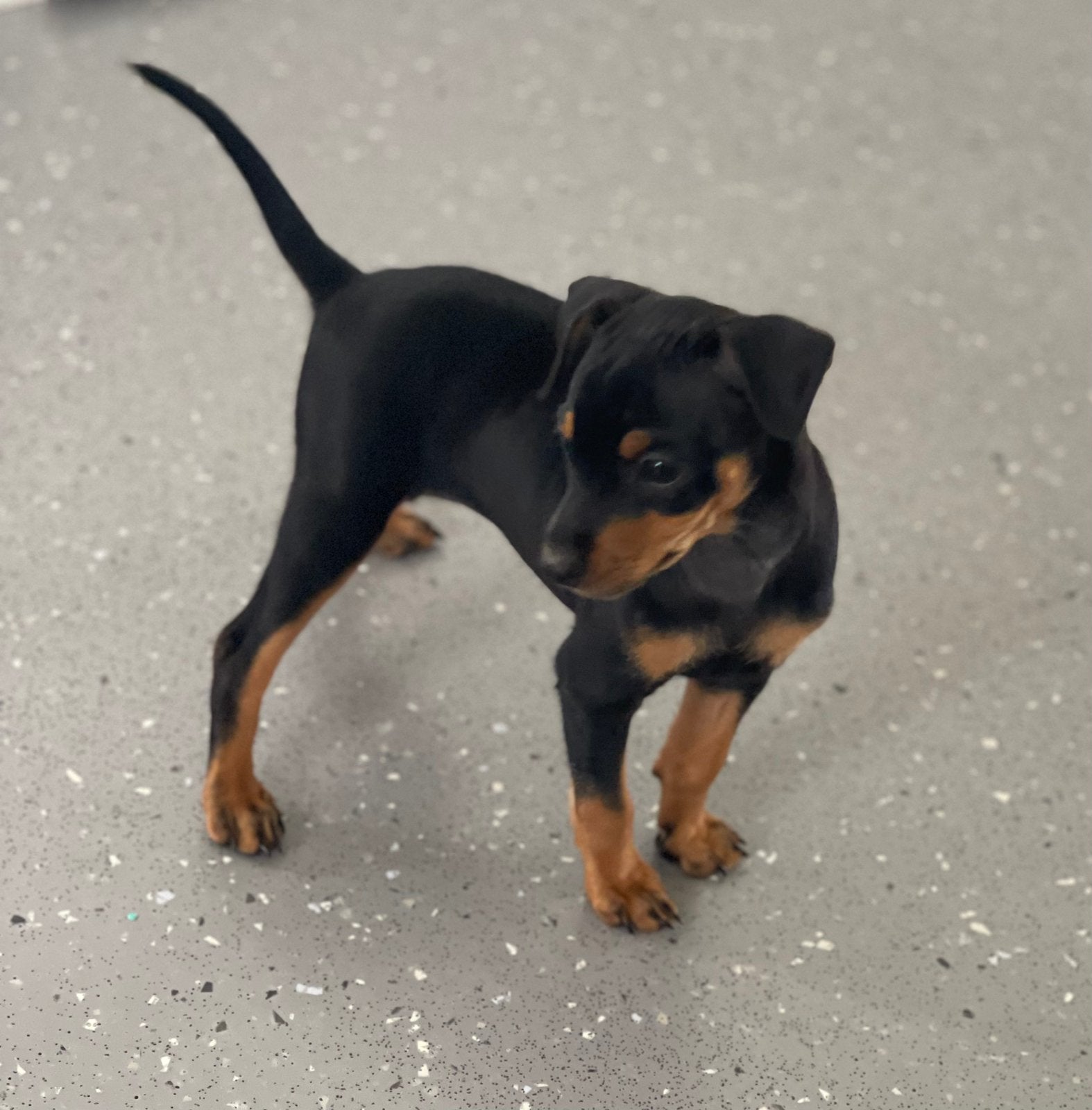 Nog 2 teefjes Dwerg Pinscher pups beschikbaar, Dieren en Toebehoren, Parvo, 8 tot 15 weken, Meerdere, Meerdere dieren