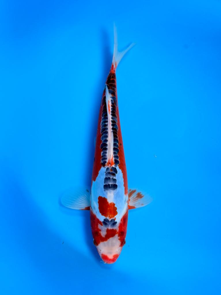 Shusui | Small Nisai 25–30 cm | Marusei Hirasawa, Karper of Koi