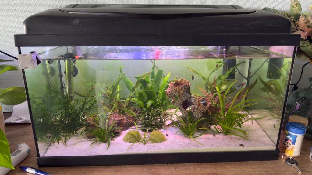 Complete aquarium set, Ophalen, Zo goed als nieuw, Gevuld zoetwateraquarium