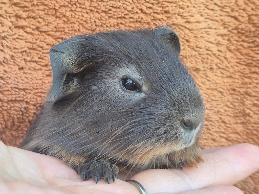 Blauw tan amber gladhaar beertje grijs antraciet speciaal, Cavia, Juni, Mannelijk, Tam