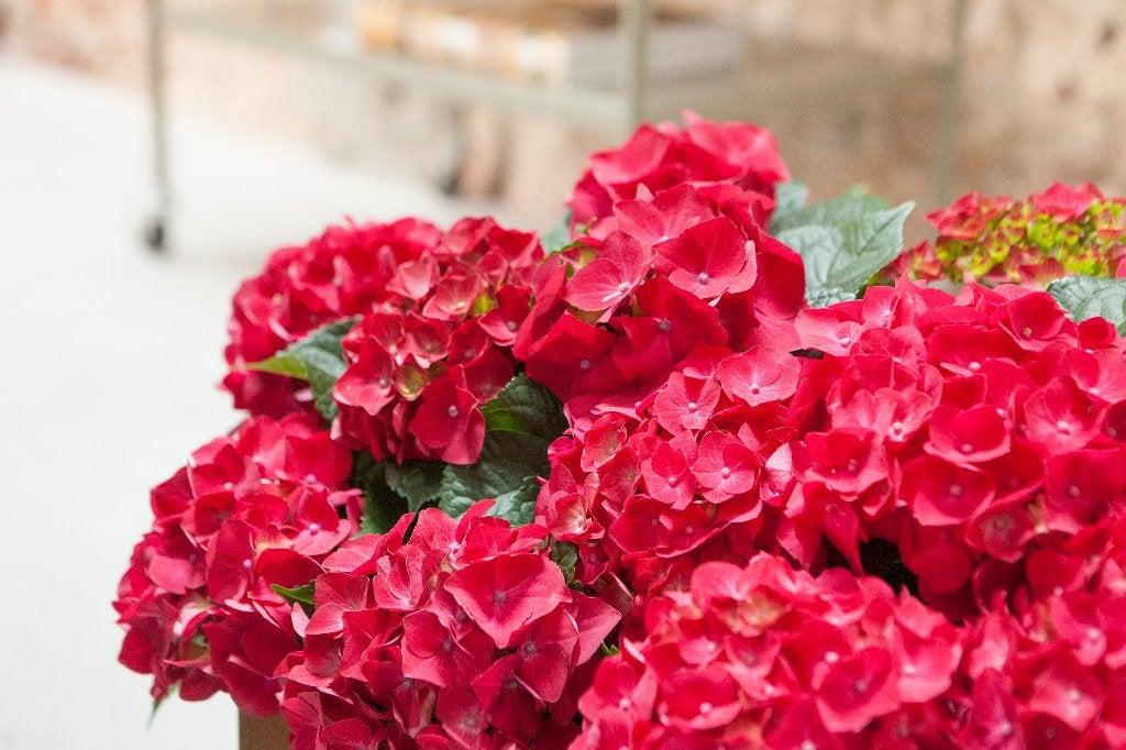 50 grote Hortensia Glowing Alps €375 – 50% korting, Ophalen of Verzenden, Hortensia, Haag, Minder dan 100 cm