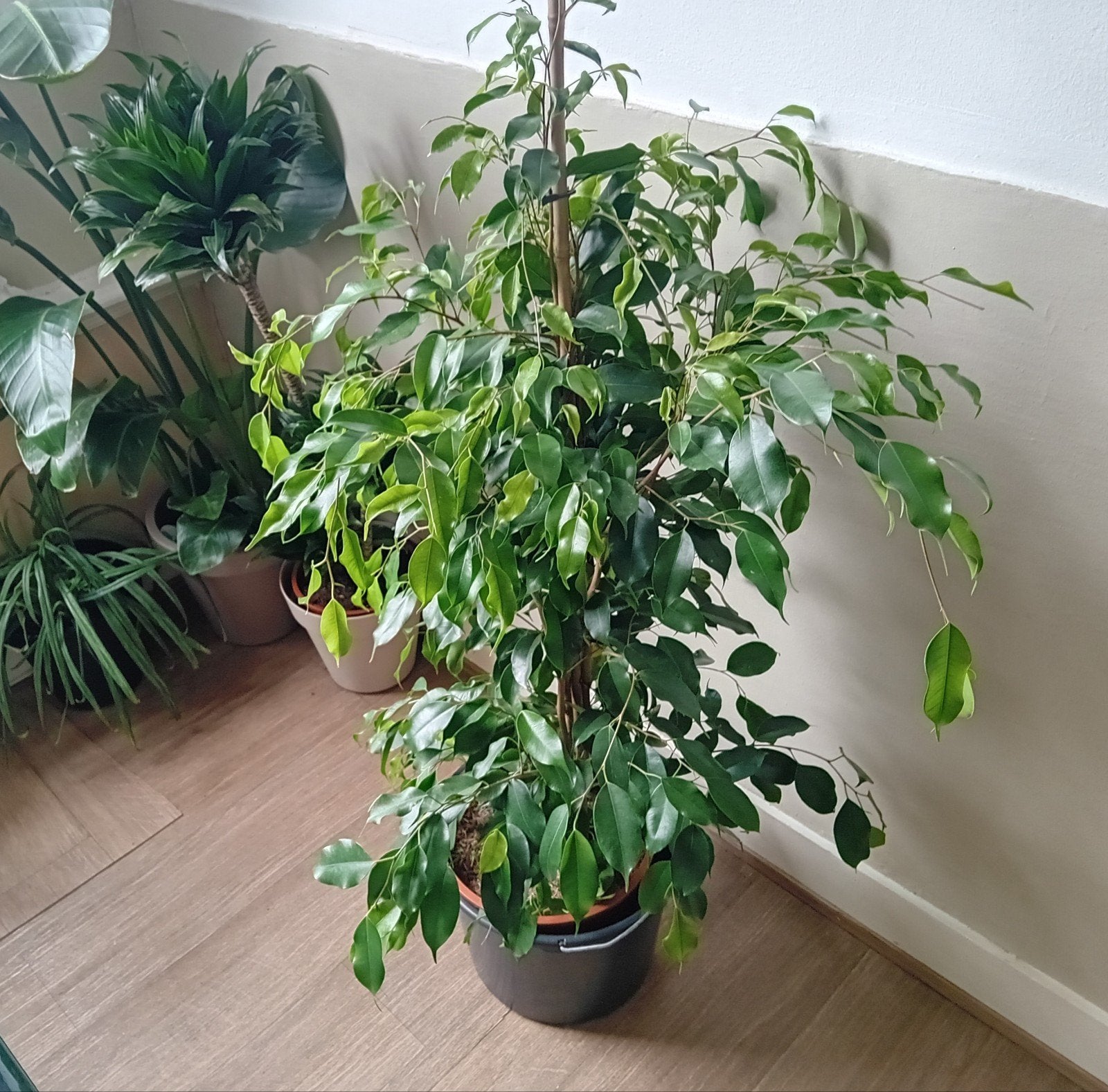 Kamerplant 130cm ficus benjamina, Huis en Inrichting, Kamerplanten, Ophalen, Ficus, 100 tot 150 cm, Halfschaduw