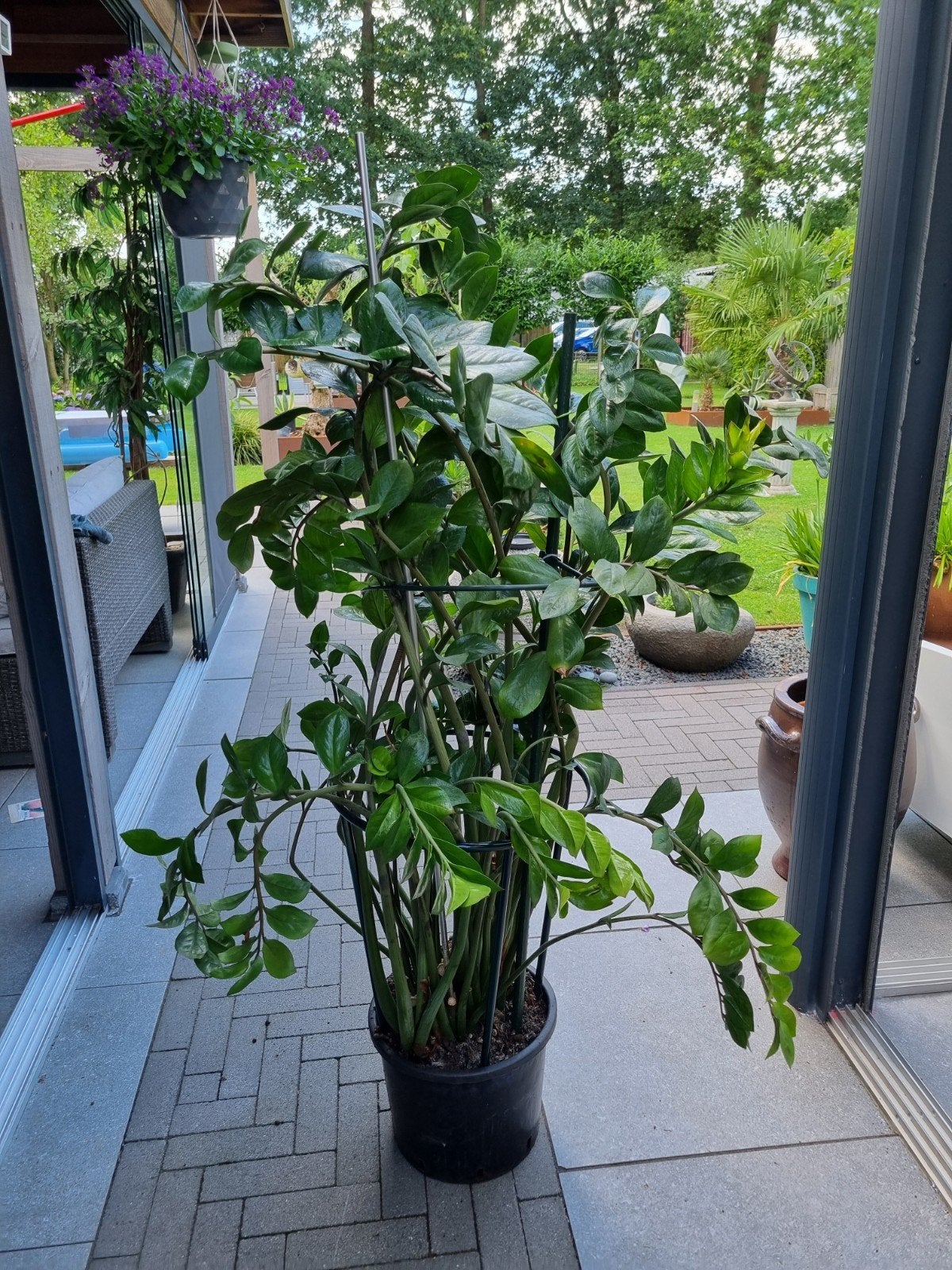 Verlaagd in prijs grote Zamioculcas Zamiifolia, ZZ-plant, Huis en Inrichting, Kamerplanten, Vetplant, 150 tot 200 cm, Halfschaduw