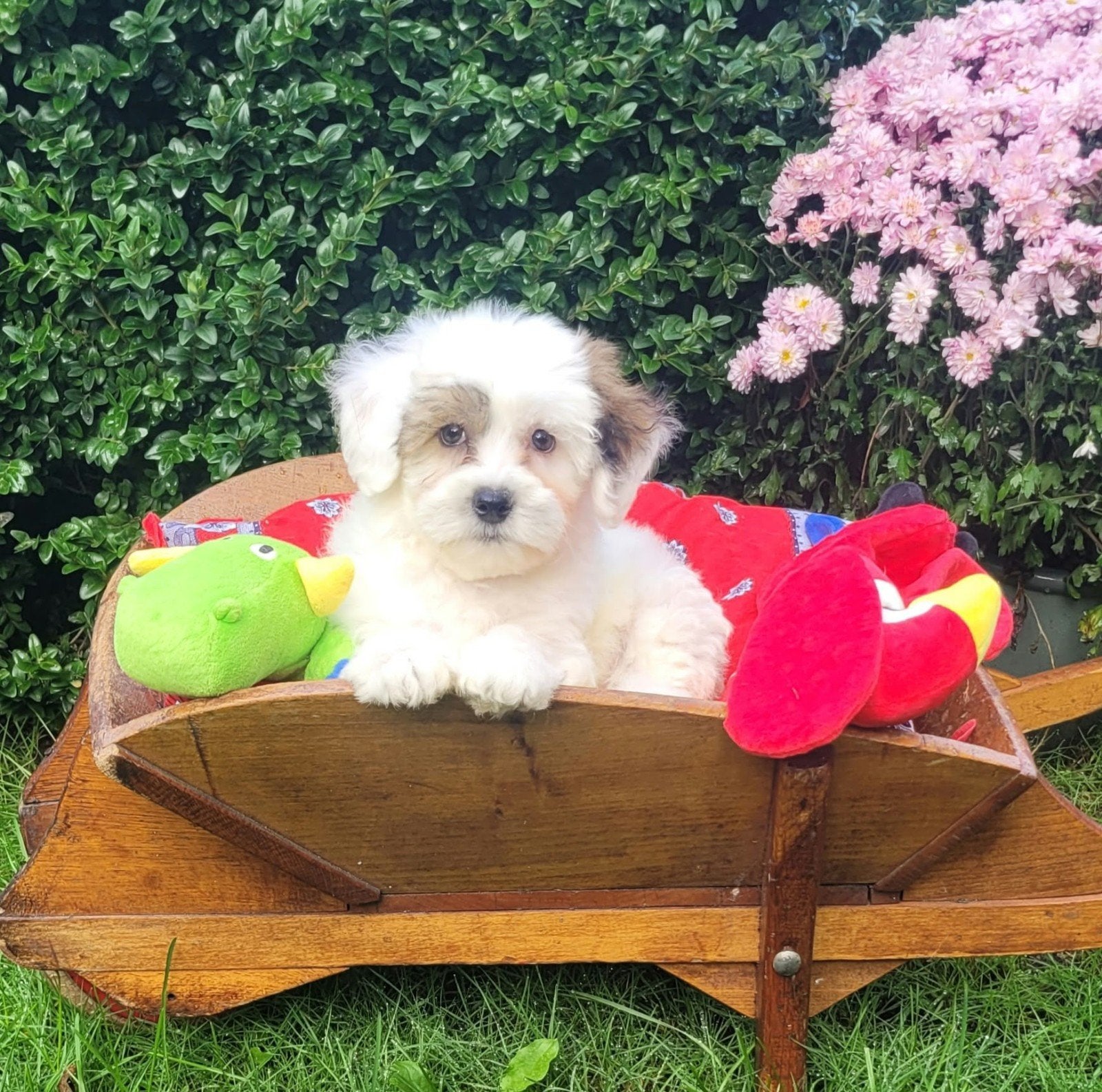 Leuke boomer pups te koop!, Dieren en Toebehoren, CDV (hondenziekte), 8 tot 15 weken, Meerdere, Meerdere dieren