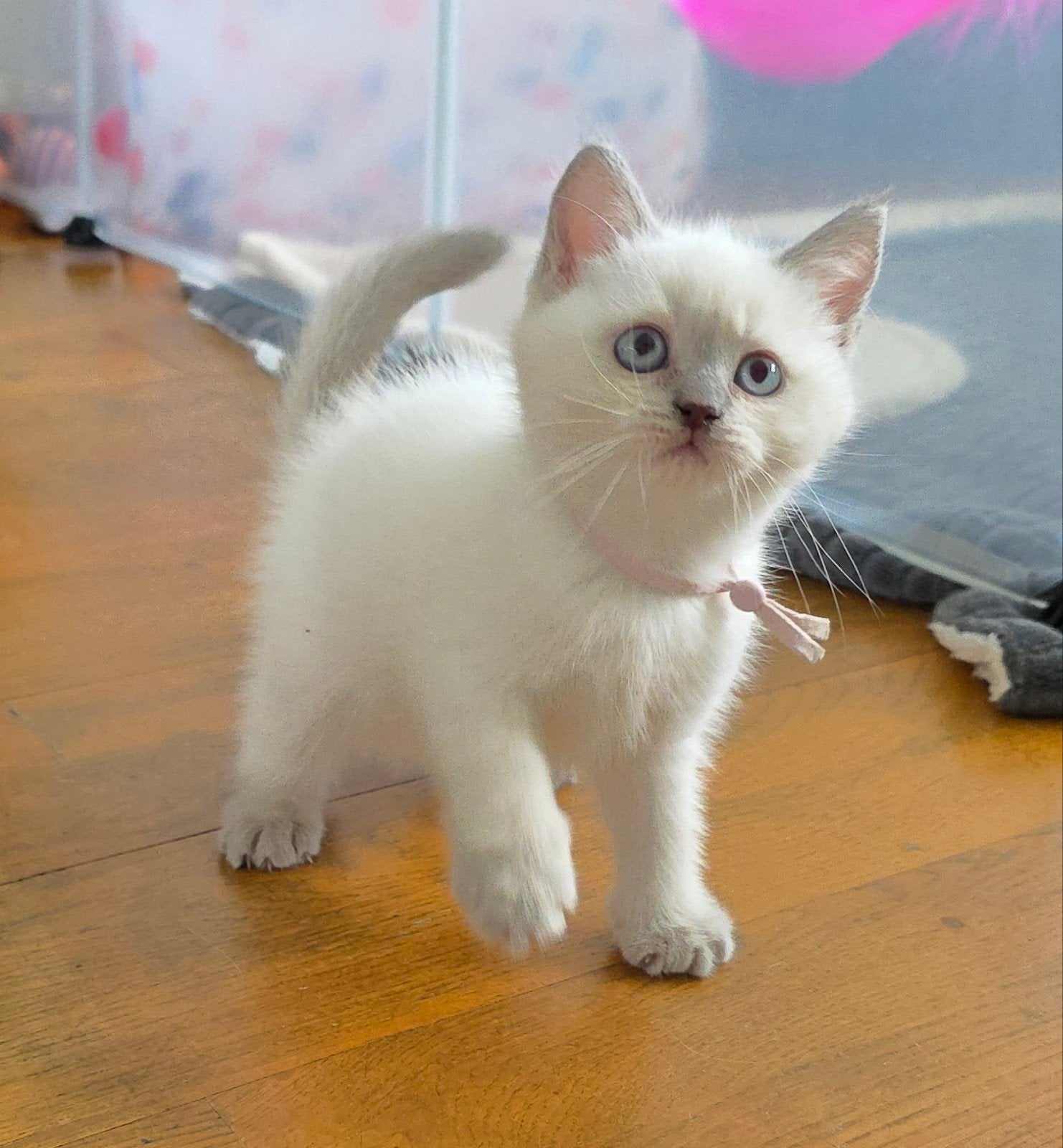 Brits korthaar lilac-point kittens, Dieren en Toebehoren, Katten en Kittens | Raskatten | Korthaar, Poes, Gechipt, Ontwormd, Ingeënt