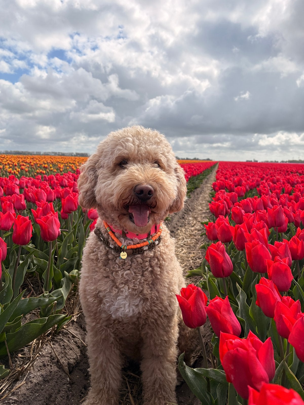 Goldendoolde pups verwacht rond 9 juni 2026, Dieren en Toebehoren, Honden | Niet-rashonden, Middel, Meerdere dieren, Fokker | Hobbymatig