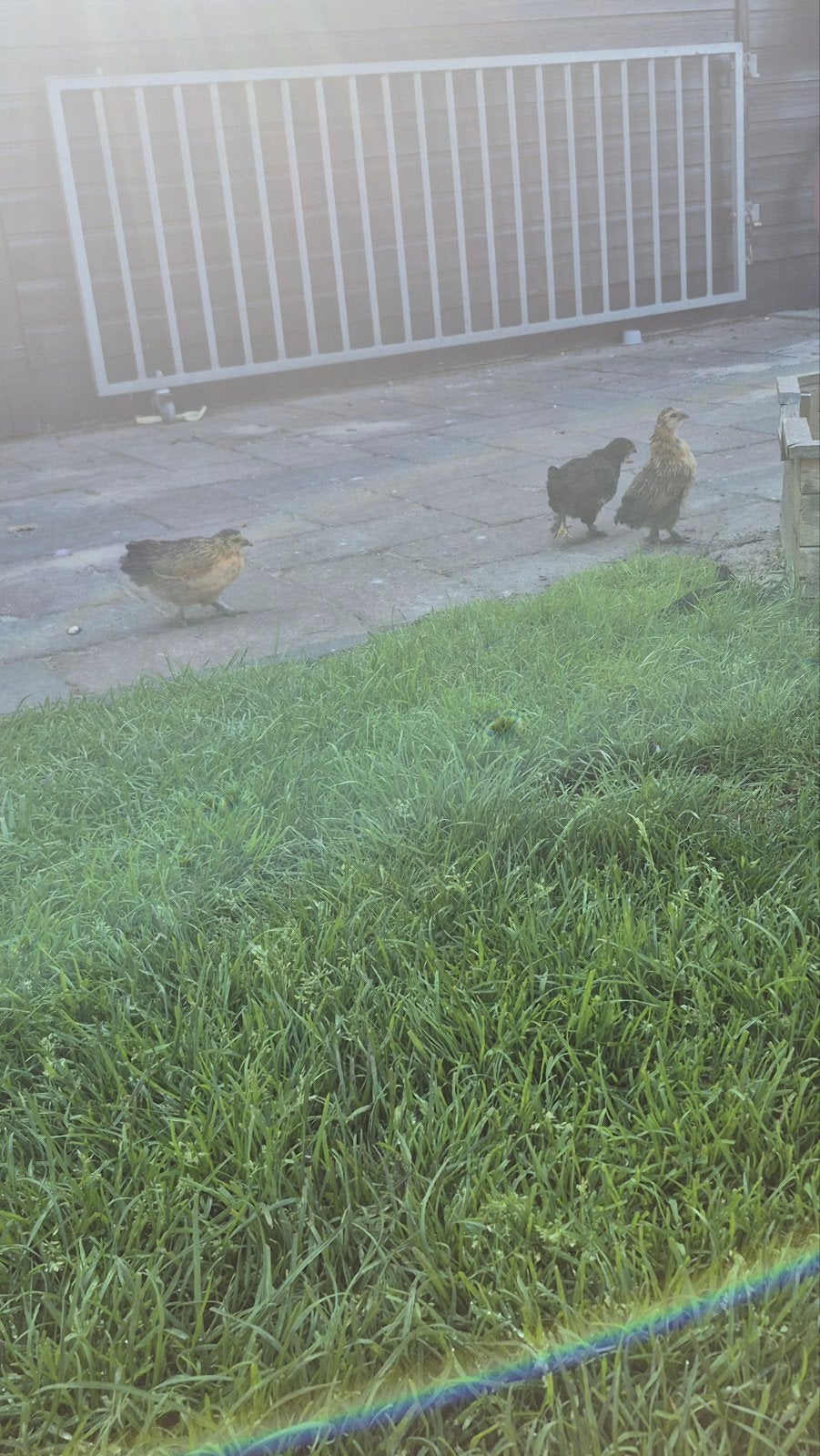 Kuikens, Dieren en Toebehoren, Geslacht onbekend, Kip